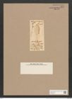 Navicula chimmoana O'Meara (de-Toni-Nr.: Genus 1, Species 238) Zeichnungen Sammlung Grunow Nr. 570 (NHMW-BOT-W0366925)